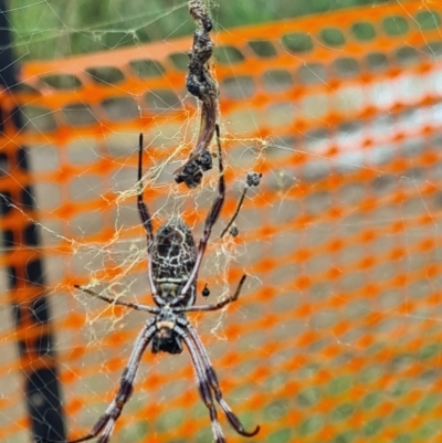 Trichonephila edulis (Golden orb weaver) at Molonglo Valley, ACT - 3 Mar 2022 by galah681