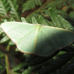 Chlorocoma dichloraria at Paddys River, ACT - 11 Mar 2022 02:39 PM