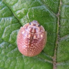 Paropsisterna sp. (genus) (A leaf beetle) at Paddys River, ACT - 11 Mar 2022 by Christine
