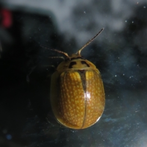 Paropsisterna cloelia at Paddys River, ACT - 11 Mar 2022