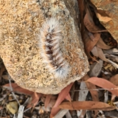 Anthela varia (Hairy Mary) at Sth Tablelands Ecosystem Park - 16 Feb 2022 by galah681