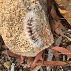 Anthela varia at Molonglo Valley, ACT - 17 Feb 2022