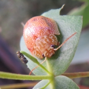 Paropsis atomaria at Paddys River, ACT - 11 Mar 2022