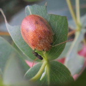 Paropsis atomaria at Paddys River, ACT - 11 Mar 2022