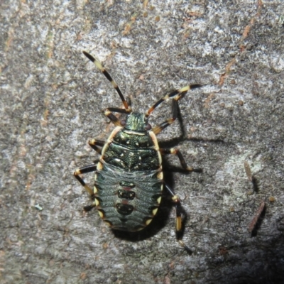 Unidentified True bug (Hemiptera, Heteroptera) at Paddys River, ACT - 11 Mar 2022 by Christine