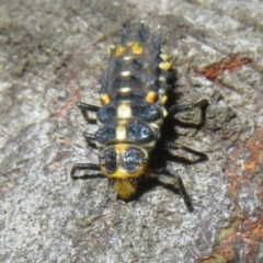 Cleobora mellyi (Southern Ladybird) at Paddys River, ACT - 11 Mar 2022 by Christine