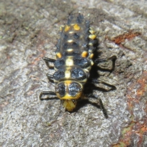 Cleobora mellyi at Tidbinbilla Nature Reserve - 11 Mar 2022 02:44 PM