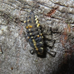 Cleobora mellyi at Tidbinbilla Nature Reserve - 11 Mar 2022 02:44 PM