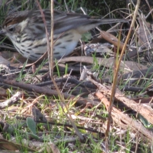 Pyrrholaemus sagittatus at Garran, ACT - 3 Jul 2016