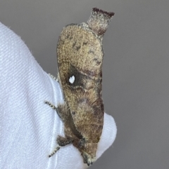 Opsirhina lechriodes (Opsirhina lechriodes) at Jerrabomberra, NSW - 24 Mar 2022 by Steve_Bok