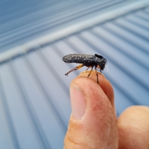 Rhipicera (Agathorhipis) femorata at Aranda, ACT - 24 Mar 2022