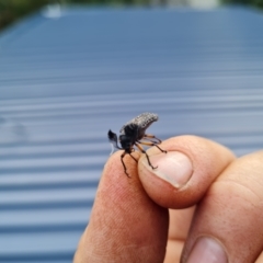 Rhipicera (Agathorhipis) femorata at Aranda, ACT - 24 Mar 2022