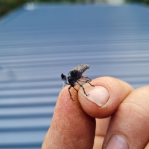 Rhipicera (Agathorhipis) femorata at Aranda, ACT - 24 Mar 2022