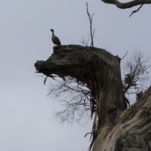 Chenonetta jubata at Molonglo Valley, ACT - 30 Jul 2016