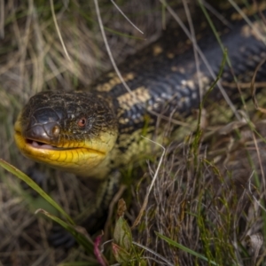 Tiliqua nigrolutea at Jagungal Wilderness, NSW - 11 Mar 2022