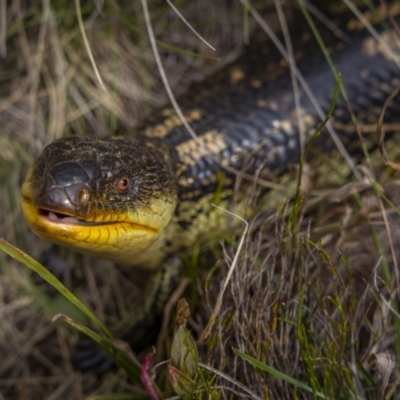 Tiliqua nigrolutea (Blotched Blue-tongue) at Kosciuszko National Park - 10 Mar 2022 by trevsci