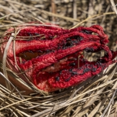 Clathrus archeri (Seastar Stinkhorn) at Kosciuszko National Park - 10 Mar 2022 by trevsci