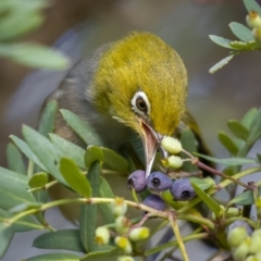 Zosterops lateralis at Jagungal Wilderness, NSW - 10 Mar 2022