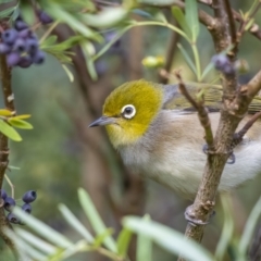 Zosterops lateralis at Jagungal Wilderness, NSW - 10 Mar 2022