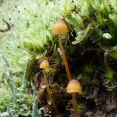 Galerina sp. at Paddys River, ACT - 23 Mar 2022