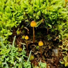 Galerina sp. at Paddys River, ACT - 23 Mar 2022