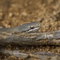 Drysdalia coronoides (White-lipped Snake) at Jagungal Wilderness, NSW - 10 Mar 2022 by trevsci