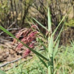 Phragmites australis (Common Reed) at Wambrook, NSW - 23 Mar 2022 by Mike