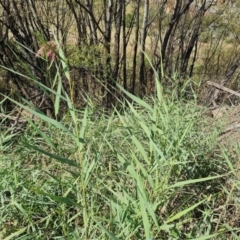 Phragmites australis at Wambrook, NSW - 23 Mar 2022 03:28 PM