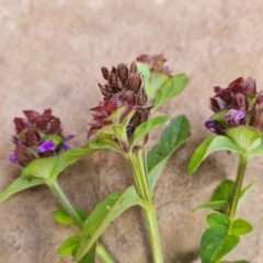 Prunella vulgaris (Self-heal, Heal All) at Wambrook, NSW - 24 Mar 2022 by Mike