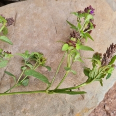 Prunella vulgaris at Wambrook, NSW - 24 Mar 2022 05:49 PM