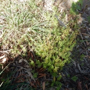 Bidens subalternans at Hall, ACT - 8 May 2020