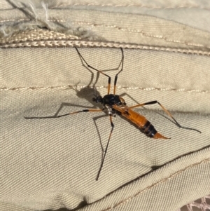 Gynoplistia sp. (genus) at Molonglo Valley, ACT - 23 Mar 2022