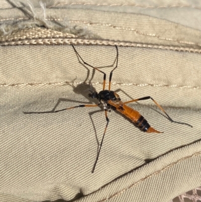 Gynoplistia sp. (genus) (Crane fly) at Kama - 22 Mar 2022 by AlisonMilton