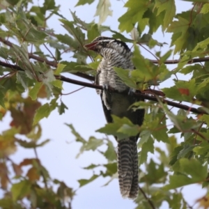 Eudynamys orientalis at Higgins, ACT - 24 Mar 2022 04:25 PM