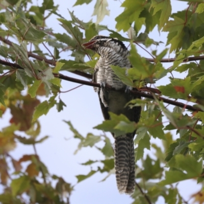 Eudynamys orientalis (Pacific Koel) at Higgins, ACT - 24 Mar 2022 by AlisonMilton