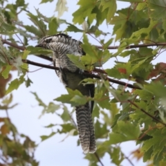 Eudynamys orientalis at Higgins, ACT - 24 Mar 2022 04:25 PM