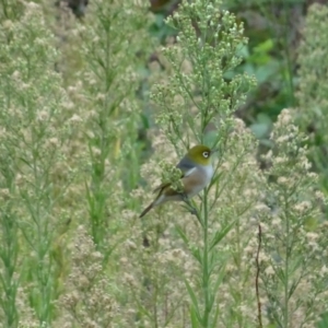 Zosterops lateralis at Paddys River, ACT - 24 Mar 2022 10:37 AM