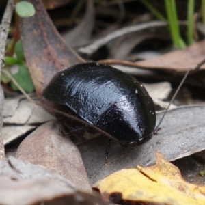 Platyzosteria melanaria at Paddys River, ACT - 9 Mar 2022 12:48 PM