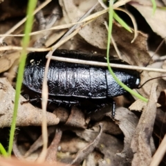 Platyzosteria melanaria at Paddys River, ACT - 9 Mar 2022 12:48 PM