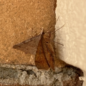 Rhinodia rostraria at Jerrabomberra, NSW - suppressed