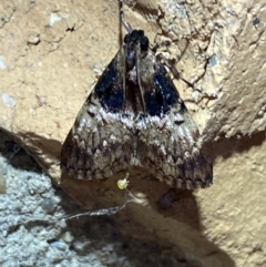 Orthaga thyrisalis (Teatree Web Moth) at Jerrabomberra, NSW - 23 Mar 2022 by Steve_Bok