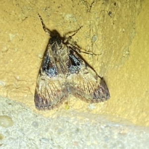 Orthaga thyrisalis at Jerrabomberra, NSW - 23 Mar 2022