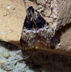 Orthaga thyrisalis at Jerrabomberra, NSW - 23 Mar 2022