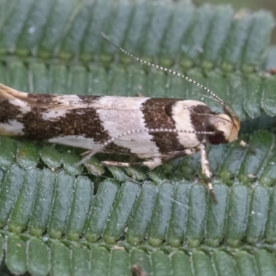 Macrobathra aphristis (A Gelechioid moth) at Googong, NSW - 24 Mar 2022 by WHall