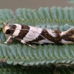 Macrobathra aphristis at Googong, NSW - 24 Mar 2022