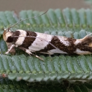 Macrobathra aphristis at Googong, NSW - 24 Mar 2022