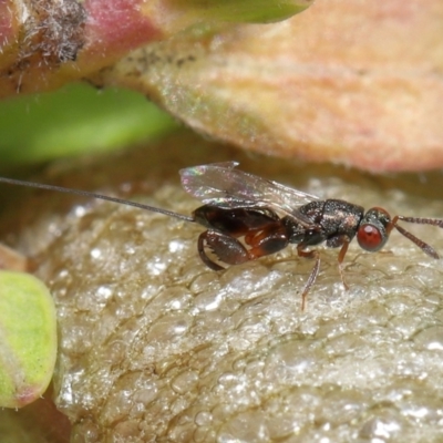 Podagrionini (tribe) (Unidentified mantis parasite wasp) at Evatt, ACT - 10 Mar 2022 by TimL