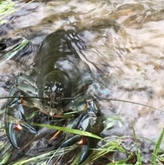 Cherax destructor (Common Yabby) at Penrose, NSW - 7 Mar 2022 by susieedwards