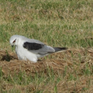 Elanus axillaris at Pialligo, ACT - 23 Mar 2022 08:50 AM