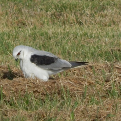 Elanus axillaris (Black-shouldered Kite) at Pialligo, ACT - 22 Mar 2022 by millsse